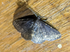 Prosoparia