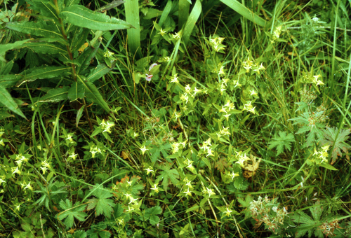 Spurred gentian (Halenia corniculata)