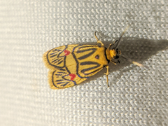 Prepiella auroides
