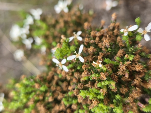 Cypress Daisy-bush (Olearia teretifolia)
