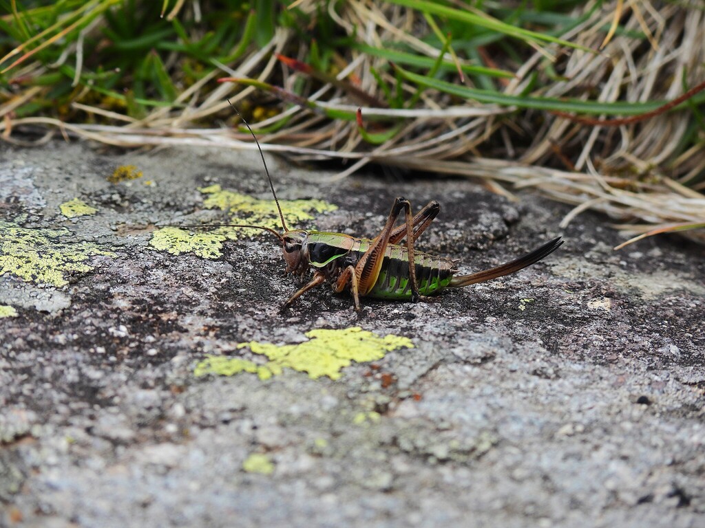 Ligurian Alpine Bush-cricket