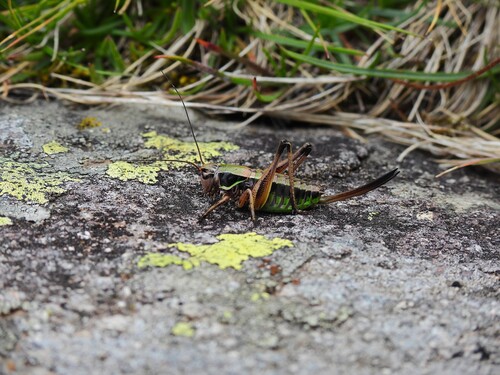 Ligurian Alpine Bush-cricket