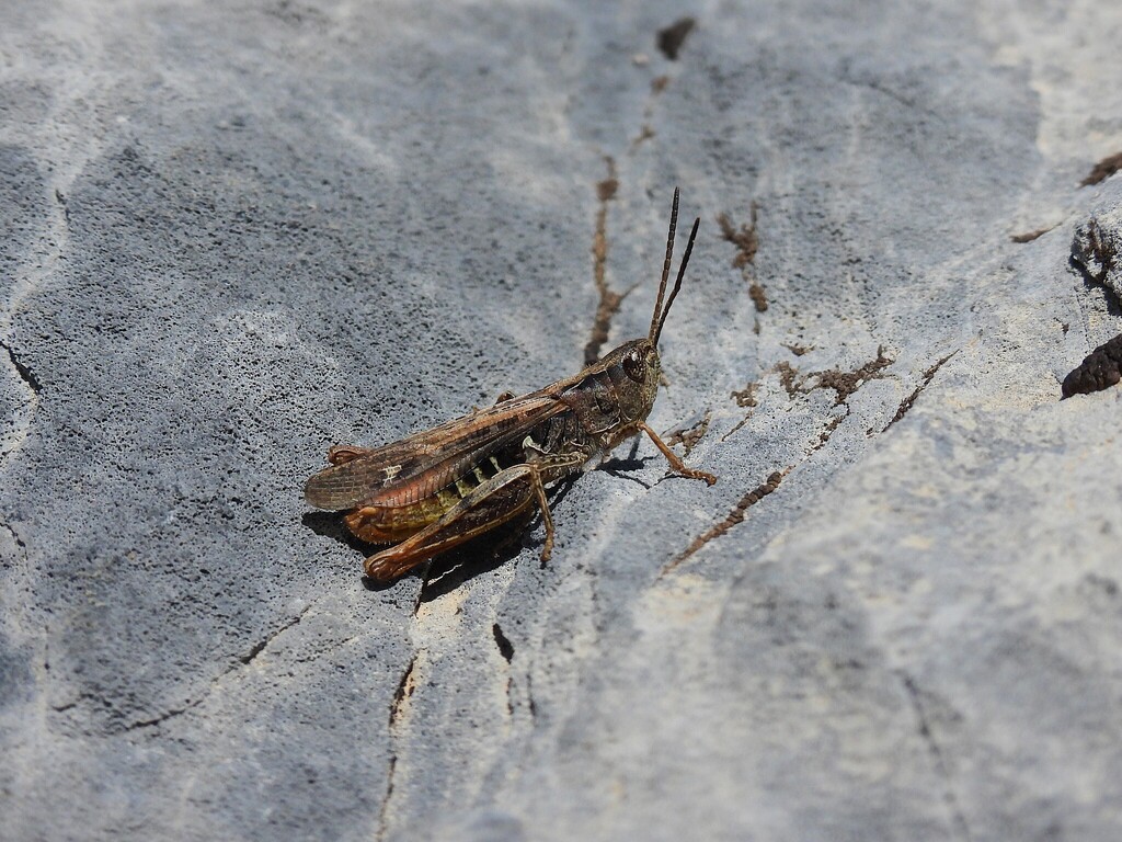 Eisentraut's Bow-winged Grasshopper