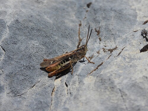Eisentraut's Bow-winged Grasshopper