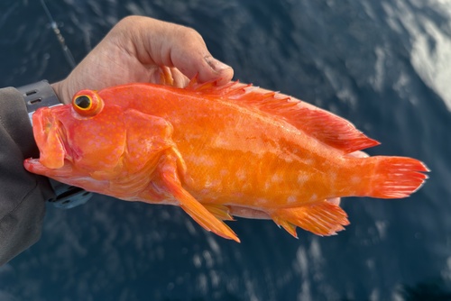 Gouden koraalbaars (Cephalopholis aurantia) — Serranidae — 2