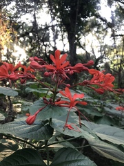 Clerodendrum speciosissimum