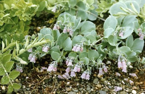 Oysterplant (Mertensia maritima)