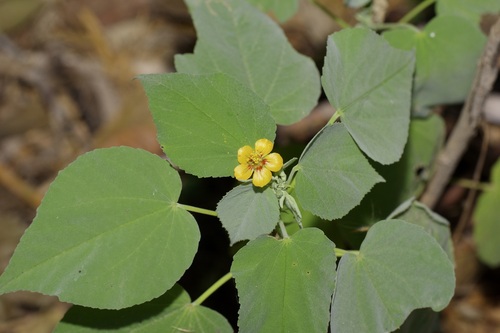Anglestem Indian mallow (Abutilon trisulcatum)
