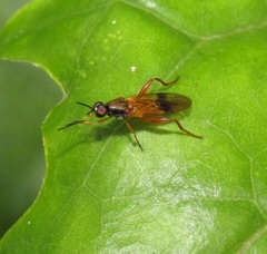 Benhamyia apicalis
