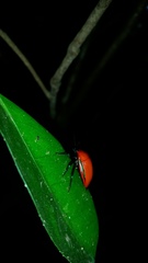 Calliphara imperialis