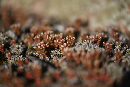 Sedum andegavense, photograph 5
