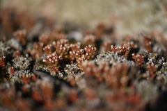 Sedum andegavense, photograph (c) Flavien Saboureau, some rights reserved (CC BY)