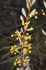 Acacia buxifolia
