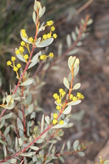 Acacia buxifolia