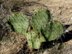 Opuntia engelmannii engelmannii
