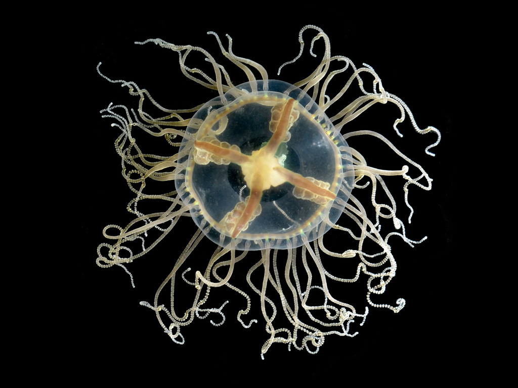 Orange-striped Jellyfish, photo 1 of 10