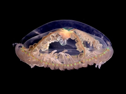 Orange-striped Jellyfish, photo 4 of 10