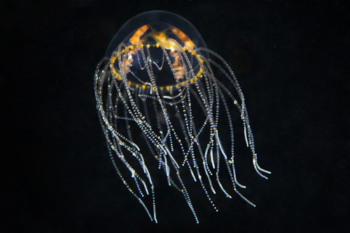 Orange-striped Jellyfish, photo 5 of 10