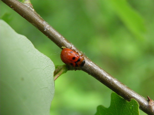 Taškuotasis Dygblauzdis