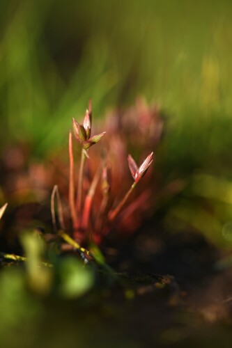 Pigmy Rush (Juncus pygmaeus)