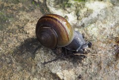 Helminthoglypta tudiculata