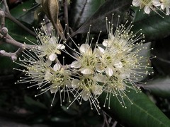 Xanthostemon umbrosus