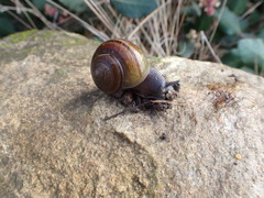 Helminthoglypta tudiculata