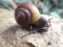 Helminthoglypta tudiculata
