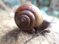 Helminthoglypta tudiculata