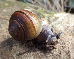 Helminthoglypta tudiculata