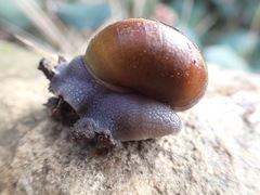 Helminthoglypta tudiculata