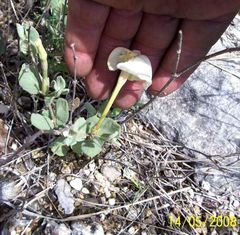 Mandevilla macrosiphon