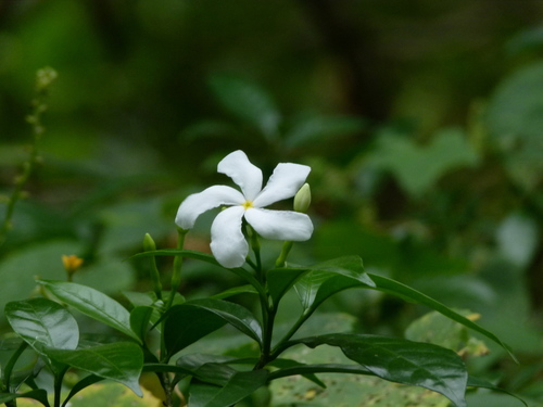 Tabernaemontana divaricata