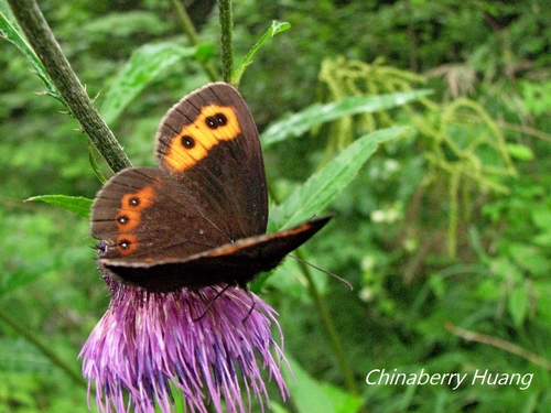 Erebia neriene