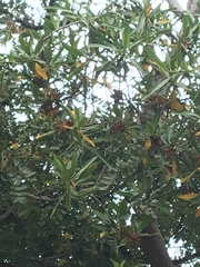 Kageneckia lanceolata