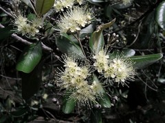 Xanthostemon umbrosus