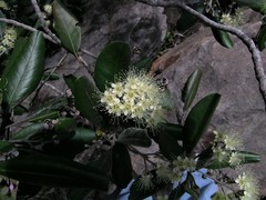 Xanthostemon umbrosus