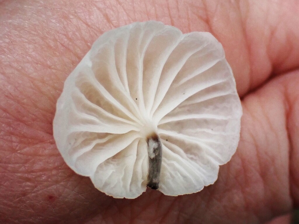 Marasmiellus candidus · December 2025 · photo: © pholroyd (iNaturalist, cc0)