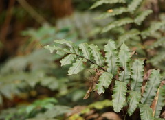 Blechnum nudum