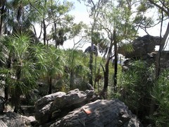 Livistona inermis