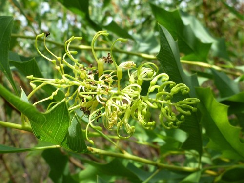 Grevillea glabrescens