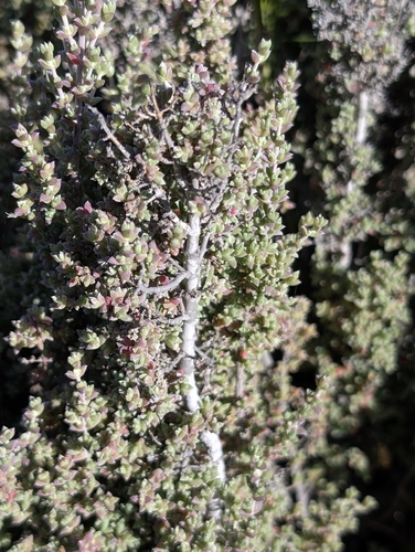 Heathy Bluebush (Maireana oppositifolia)