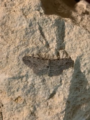 Pimaphera sparsaria