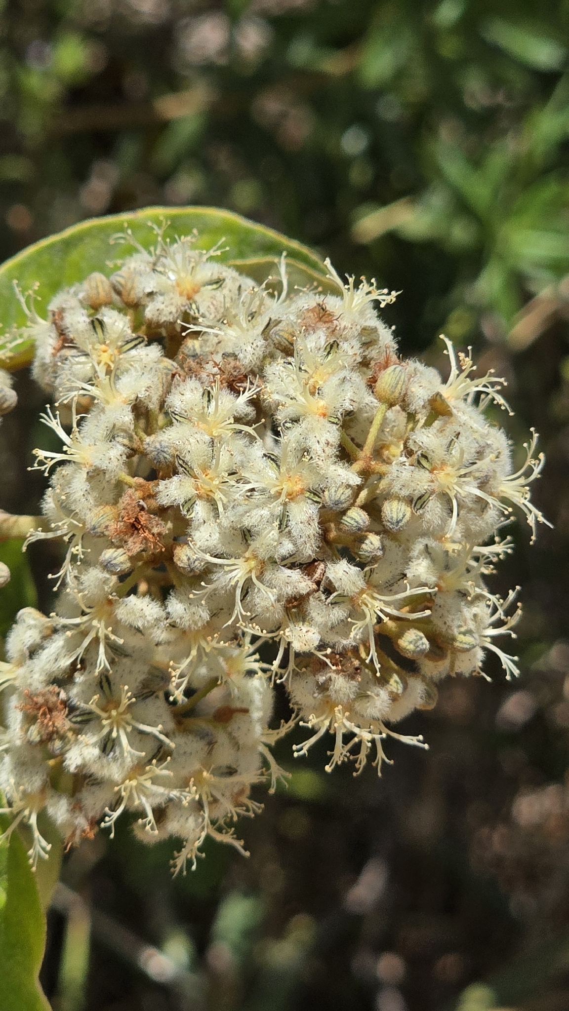 Vismia brasiliensis