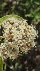 Brazilian Vismia (Vismia brasiliensis)