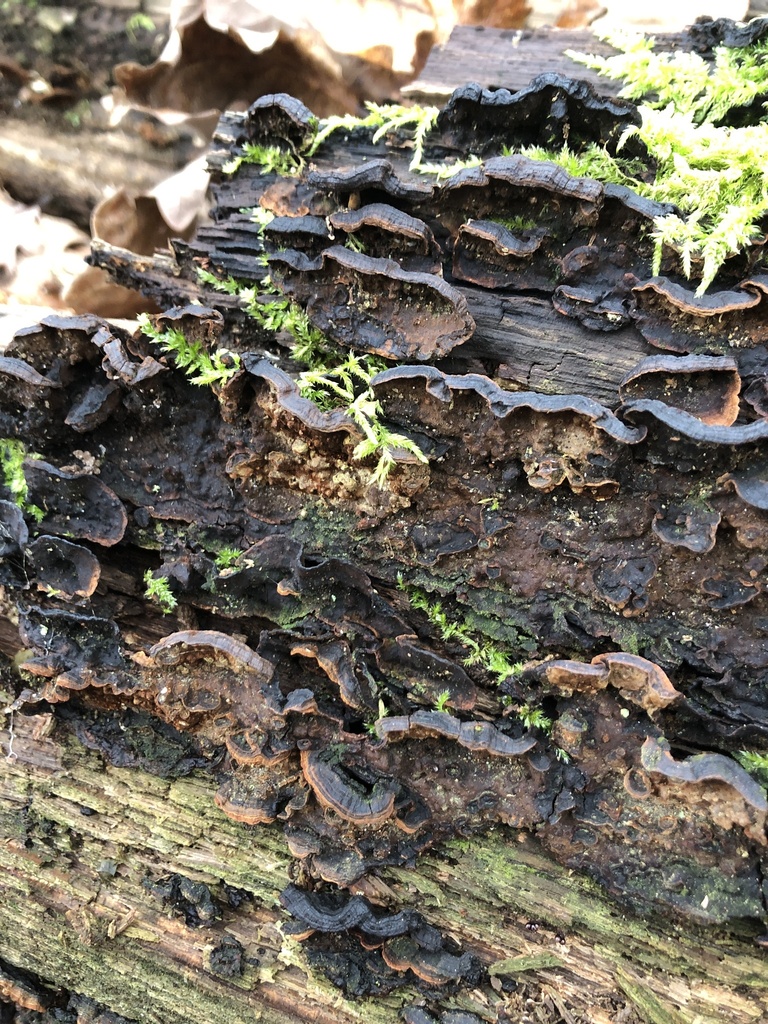Hymenochaete rubiginosa · December 2025 · photo: © gerardbertrand (iNaturalist, cc-by)