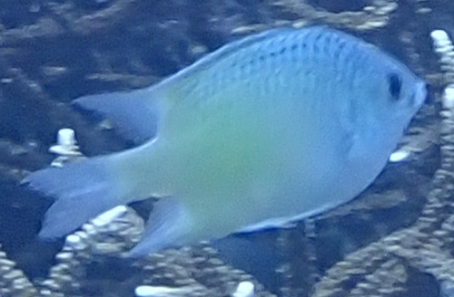 Amblyglyphidodon batunaorum