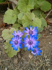 Pericallis × hybrida
