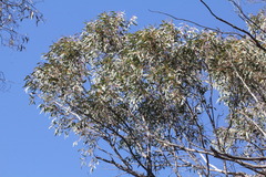 Eucalyptus macrorhyncha
