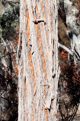 Eucalyptus macrorhyncha